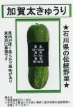 加賀太胡瓜 小袋