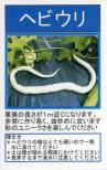 ヘビウリ 小袋