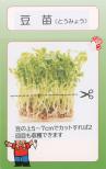 豆苗 小袋
