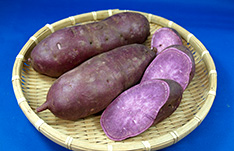 紫サツマイモ　パープルスイートロード(切苗)