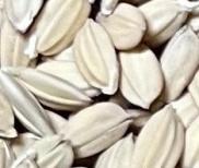 ひたちはたもち(PVP)(モチ種)(種モミ)